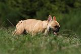 BOULEDOGUE FRANCAIS 870